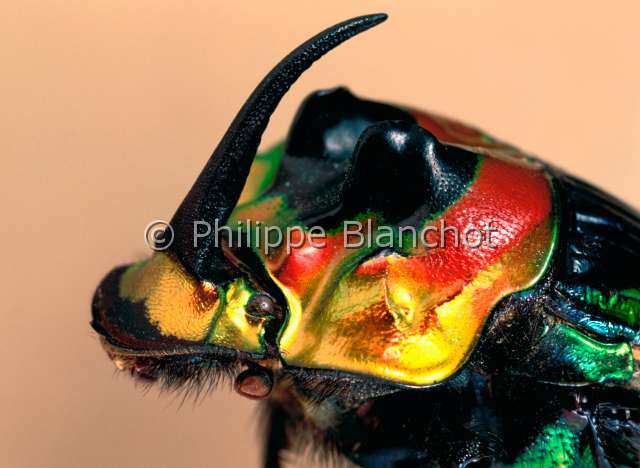 Sulcophanaeus imperator.JPG - in "Portraits d'insectes" ed. SeuilSulcophanaeus imperatorScarabeeScarab beetleColeopteraScarabaeidaeBresil